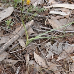 Diuris pardina at Coree, ACT - suppressed