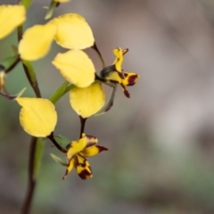 Diuris pardina at Coree, ACT - 30 Sep 2022