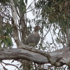 Chenonetta jubata (Australian Wood Duck) at Lyons, ACT - 11 Oct 2022 by jmcleod