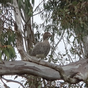 Chenonetta jubata at Lyons, ACT - 12 Oct 2022 07:06 AM