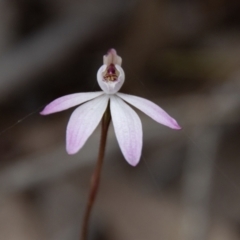 Caladenia fuscata (Dusky Fingers) at Coree, ACT - 30 Sep 2022 by SWishart