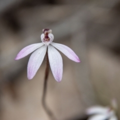 Caladenia fuscata at Coree, ACT - suppressed