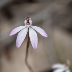 Caladenia fuscata at Coree, ACT - suppressed