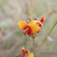 Dillwynia sericea (Egg And Bacon Peas) at Murrumbateman, NSW - 13 Oct 2022 by SimoneC