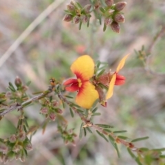 Dillwynia sericea at Murrumbateman, NSW - suppressed