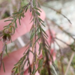 Dillwynia sericea at Murrumbateman, NSW - 13 Oct 2022