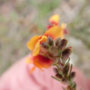 Dillwynia sericea at Murrumbateman, NSW - 13 Oct 2022