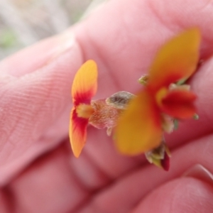 Dillwynia sericea at Murrumbateman, NSW - suppressed