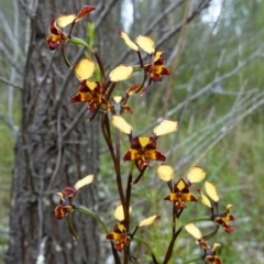 Diuris pardina (Leopard Doubletail) at Coree, ACT - 13 Oct 2022 by RobG1