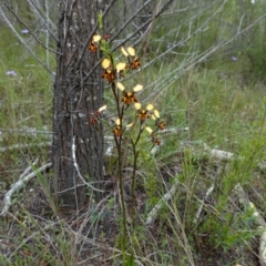 Diuris pardina at Coree, ACT - 13 Oct 2022