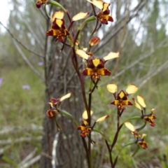 Diuris pardina at Coree, ACT - 13 Oct 2022