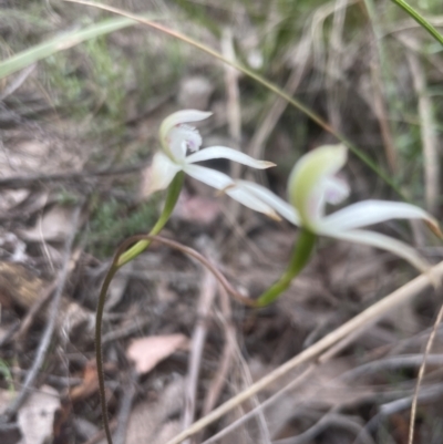 Caladenia ustulata (Brown Caps) at Cook, ACT - 13 Oct 2022 by lbradley