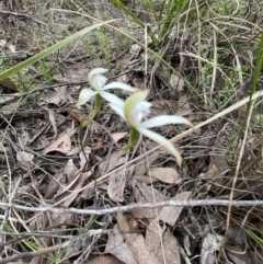 Caladenia ustulata at Cook, ACT - 13 Oct 2022