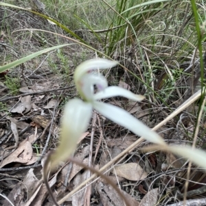 Caladenia ustulata at Cook, ACT - 13 Oct 2022