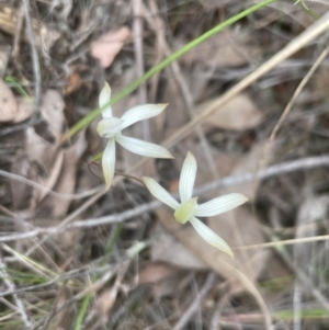 Caladenia ustulata at Cook, ACT - 13 Oct 2022