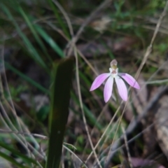 Caladenia carnea (Pink Fingers) at Kaleen, ACT - 3 Oct 2022 by Kym