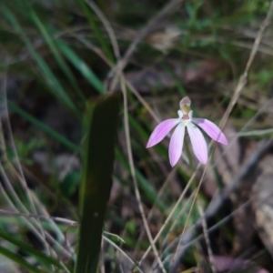 Caladenia carnea at Kaleen, ACT - suppressed