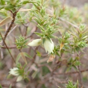 Melichrus urceolatus at Murrumbateman, NSW - 13 Oct 2022