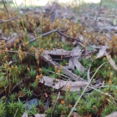 Polytrichum at Gungaderra Grasslands - 3 Oct 2022 by Kym