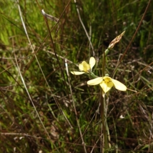 Diuris chryseopsis at Kaleen, ACT - suppressed