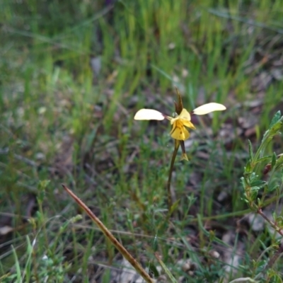 Diuris sp. (hybrid) (Hybrid Donkey Orchid) at Kaleen, ACT - 3 Oct 2022 by Kym