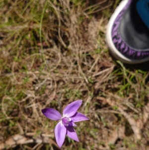 Glossodia major at Kaleen, ACT - 3 Oct 2022