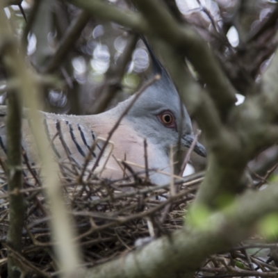 Ocyphaps lophotes (Crested Pigeon) at Lanyon - northern section - 4 Oct 2022 by AlisonMilton