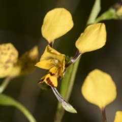 Diuris nigromontana (Black Mountain Leopard Orchid) at Gossan Hill - 10 Oct 2022 by AlisonMilton