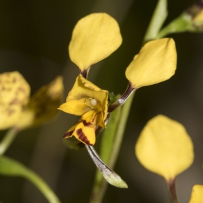 Diuris nigromontana (Black Mountain Leopard Orchid) at Bruce Ridge to Gossan Hill - 10 Oct 2022 by AlisonMilton