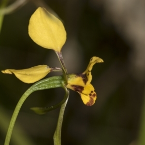 Diuris nigromontana at Bruce, ACT - 11 Oct 2022