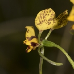 Diuris nigromontana at Bruce, ACT - 11 Oct 2022