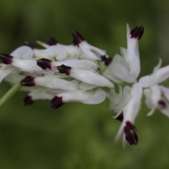 Fumaria capreolata (White Fumitory) at Lake Ginninderra - 10 Oct 2022 by AlisonMilton