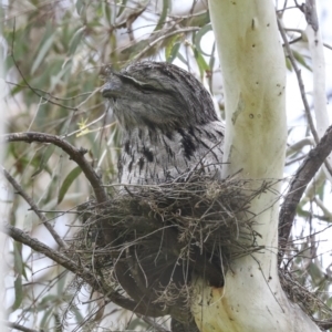 Podargus strigoides at Evatt, ACT - 11 Oct 2022