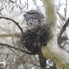 Podargus strigoides at Evatt, ACT - 11 Oct 2022