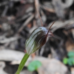 Pterostylis pedunculata (Maroonhood) at Paddys River, ACT - 12 Oct 2022 by JohnBundock