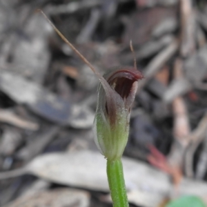 Pterostylis pedunculata at Paddys River, ACT - suppressed