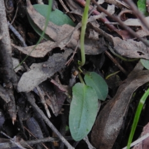 Pterostylis pedunculata at Paddys River, ACT - suppressed