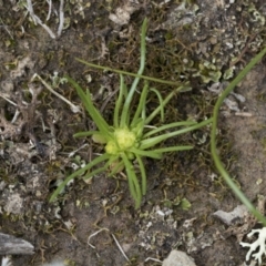 Isoetopsis graminifolia (Grass Cushion Daisy) at Wamboin, NSW - 4 Oct 2022 by AlisonMilton