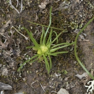 Isoetopsis graminifolia at Wamboin, NSW - suppressed