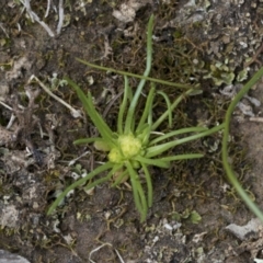 Isoetopsis graminifolia at Wamboin, NSW - suppressed