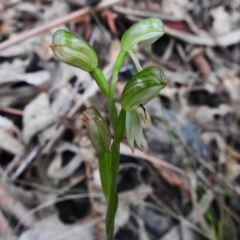 Bunochilus montanus (Montane Leafy Greenhood) at Paddys River, ACT - 11 Oct 2022 by JohnBundock