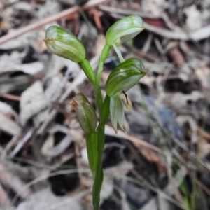 Bunochilus montanus at Paddys River, ACT - 12 Oct 2022