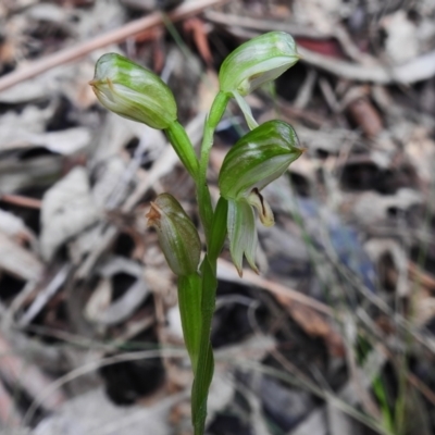 Bunochilus montanus (Montane Leafy Greenhood) at Paddys River, ACT - 11 Oct 2022 by JohnBundock
