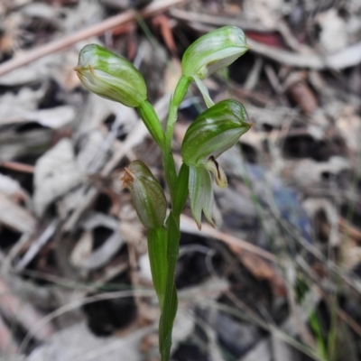 Bunochilus montanus (Montane Leafy Greenhood) at Tidbinbilla Nature Reserve - 11 Oct 2022 by JohnBundock