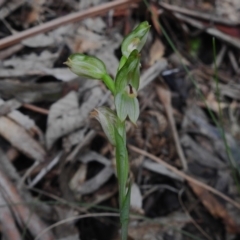 Bunochilus montanus (ACT) = Pterostylis jonesii (NSW) at Paddys River, ACT - 12 Oct 2022