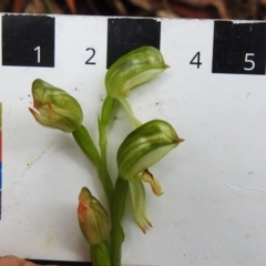 Bunochilus montanus (ACT) = Pterostylis jonesii (NSW) at Paddys River, ACT - 12 Oct 2022