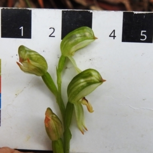 Bunochilus montanus (ACT) = Pterostylis jonesii (NSW) at Paddys River, ACT - 12 Oct 2022