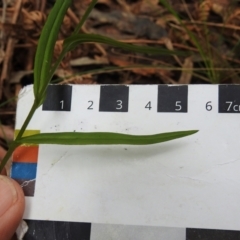 Bunochilus montanus (ACT) = Pterostylis jonesii (NSW) at Paddys River, ACT - suppressed