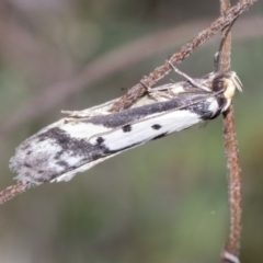Philobota lysizona (A concealer moth) at Wamboin, NSW - 4 Oct 2022 by AlisonMilton