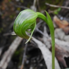 Pterostylis nutans (Nodding Greenhood) at Paddys River, ACT - 12 Oct 2022 by JohnBundock